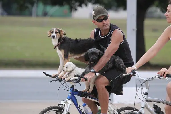 Köpeğinizi nasıl taşımamalısınız