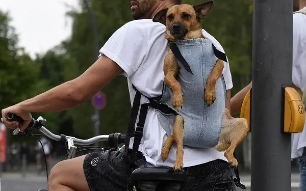 bir köpeği bisiklet üzerinde taşımak için bir sırt çantası
