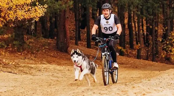 Bir köpek bisikletle nasıl taşınır: en iyi yollar