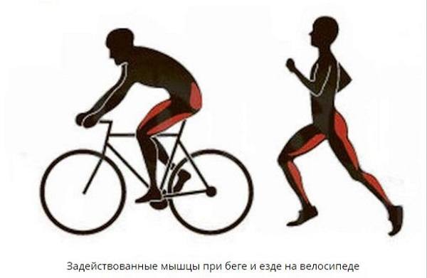 Koşarken ve bisiklete binerken kullanılan kaslar